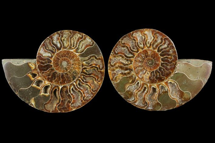 Agatized Ammonite Fossil - Madagascar #111483